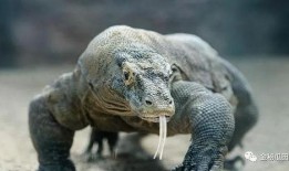 印度巨蜥爆料视频网站,揭秘神秘生物世界